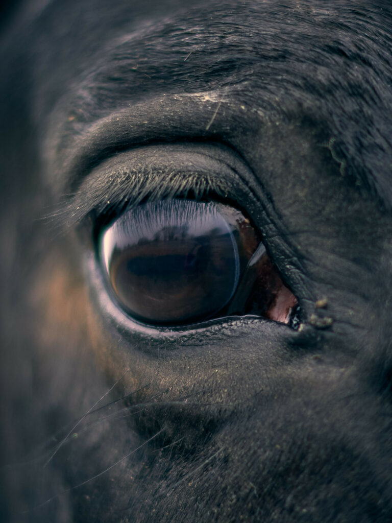 Pferdeauge, Pferde gesund reiten